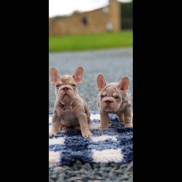 French Bulldog - Both