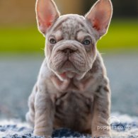 French Bulldog - Both