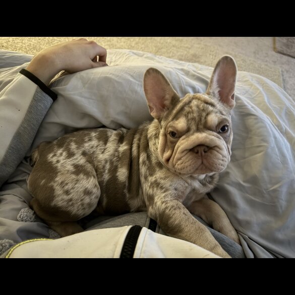 French Bulldog - Both