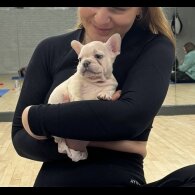 French Bulldog - Both