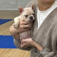 French Bulldog - Both