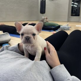 French Bulldog - Both