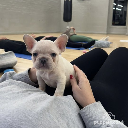 French Bulldog - Both