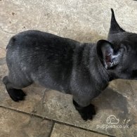 French Bulldog - Dogs