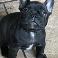 French Bulldog - Dogs