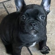 French Bulldog - Dogs