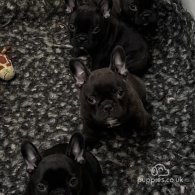 French Bulldog - Dogs