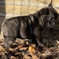 French Bulldog - Dogs