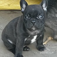 French Bulldog - Dogs