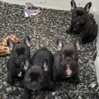 French Bulldog - Dogs