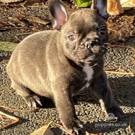 French Bulldog - Dogs