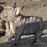 French Bulldog - Dogs