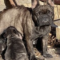 French Bulldog - Dogs