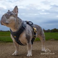 French Bulldog - Both