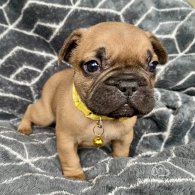 French Bulldog - Both