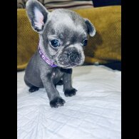 French Bulldog - Both