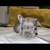 French Bulldog - Both