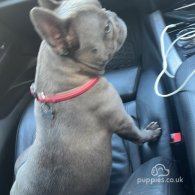 French Bulldog - Both