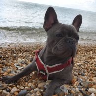 French Bulldog - Both