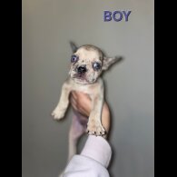 French Bulldog - Both