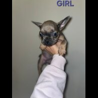 French Bulldog - Both