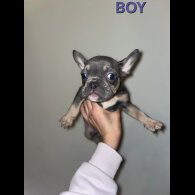 French Bulldog - Both