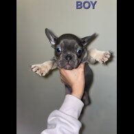 French Bulldog - Both