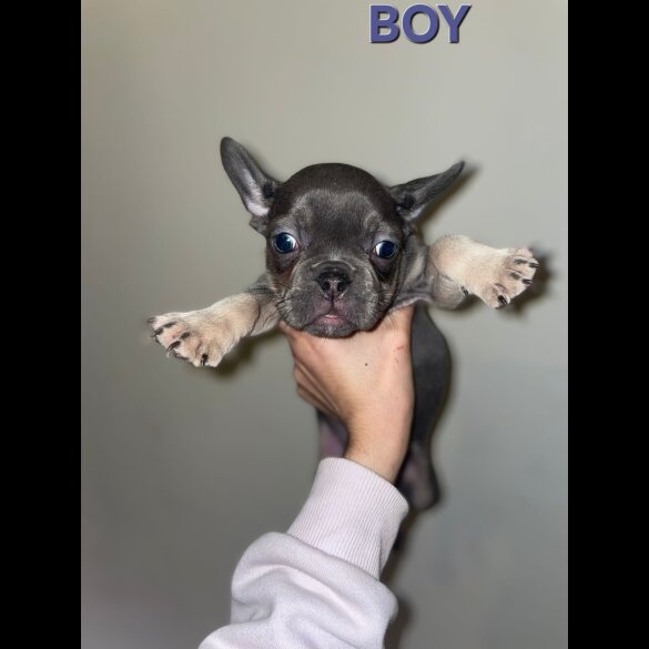 French Bulldog - Both