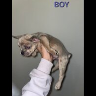 French Bulldog - Both