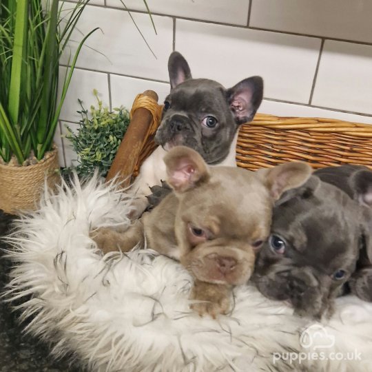 French Bulldog - Both