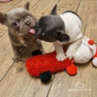 French Bulldog - Both