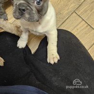 French Bulldog - Both