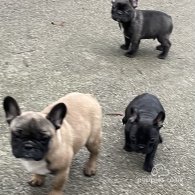 French Bulldog - Dogs