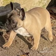 French Bulldog - Dogs