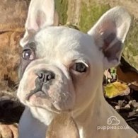 French Bulldog - Dogs