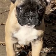 French Bulldog - Dogs