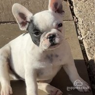 French Bulldog - Dogs