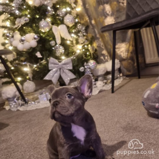 French Bulldog - Both