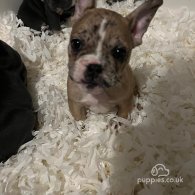 French Bulldog - Both