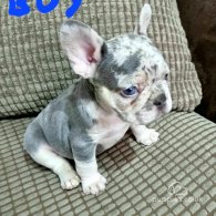 French Bulldog - Both