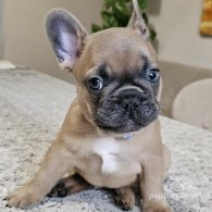 French Bulldog - Both