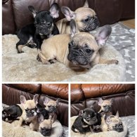 French Bulldog - Both