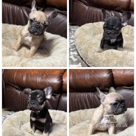 French Bulldog - Both