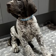 German Pointer - Both