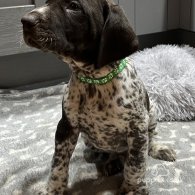 German Pointer - Both