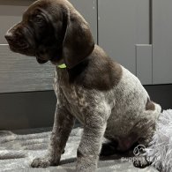 German Pointer - Both