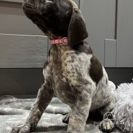 German Pointer - Both