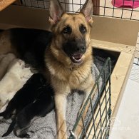 German Shepherd (Alsatian) - Both