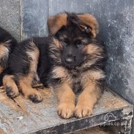 German Shepherd (Alsatian) - Both