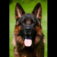 German Shepherd (Alsatian) - Both